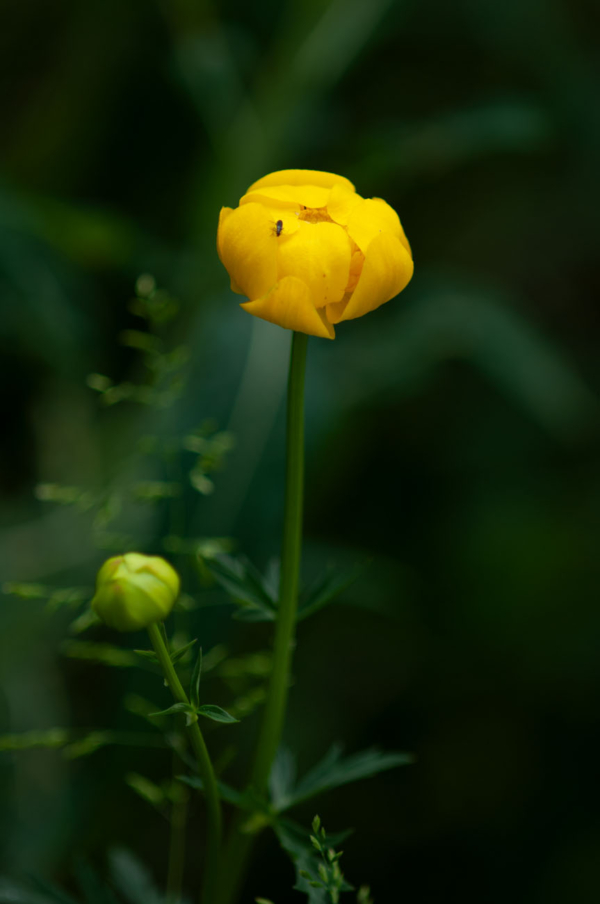 Trollius europaeus – Image 2