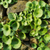 Umbilicus rupestris – Image 2