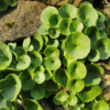 Umbilicus rupestris – Image 3