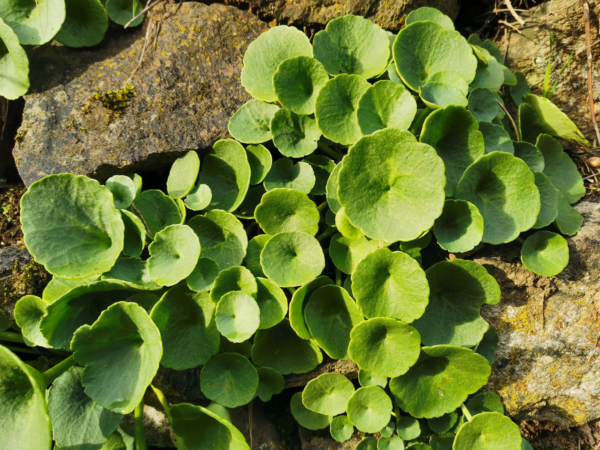 Umbilicus rupestris – Image 3