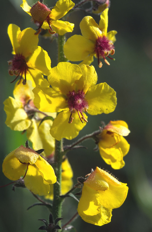 Verbascum blattaria