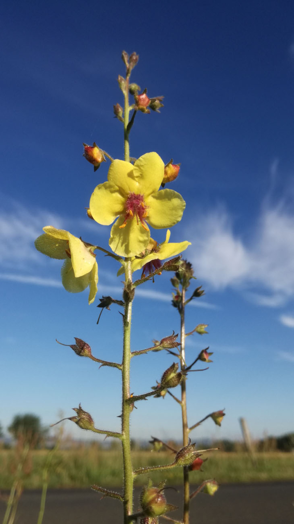 Verbascum blattaria – Image 2