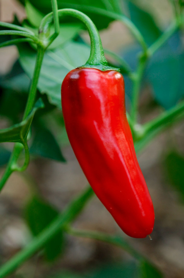 Piment de Cayenne / Capsicum annuum – Image 2