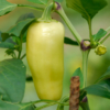 Poivron White Bell / Capsicum annuum