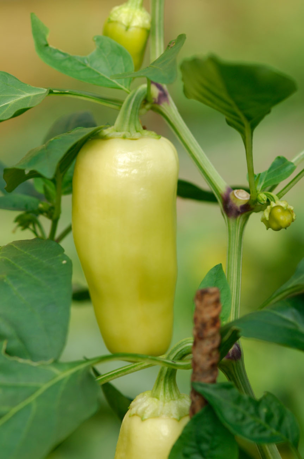 Poivron White Bell / Capsicum annuum