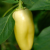 Poivron White Bell / Capsicum annuum – Image 4