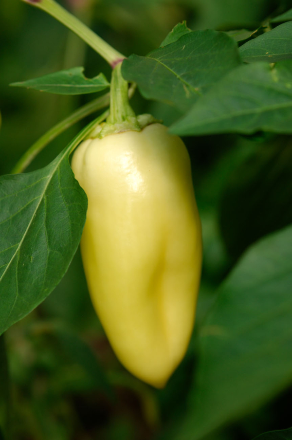 Poivron White Bell / Capsicum annuum – Image 4