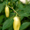 Poivron White Bell / Capsicum annuum – Image 3