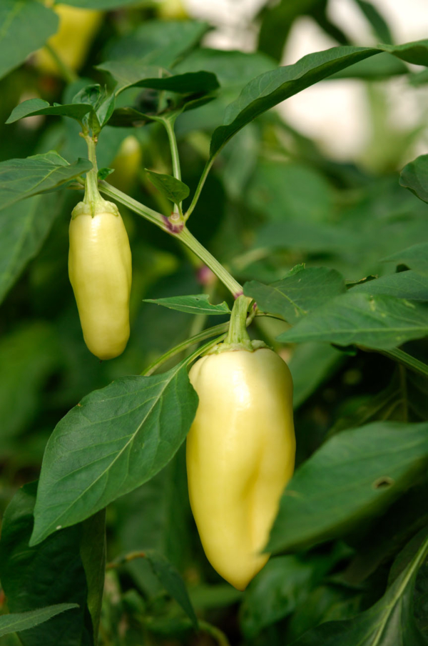 Poivron White Bell / Capsicum annuum – Image 3