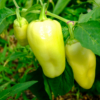 Poivron White Bell / Capsicum annuum – Image 2
