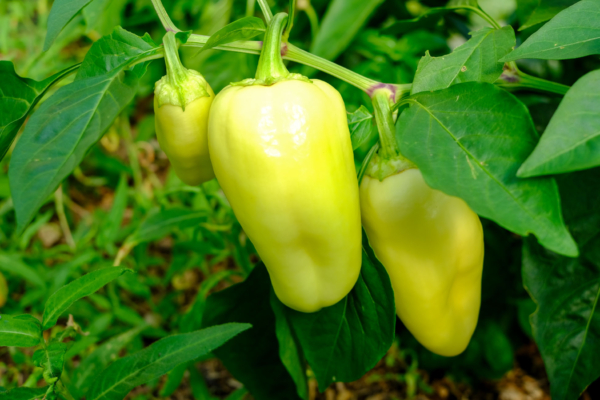 Poivron White Bell / Capsicum annuum – Image 2