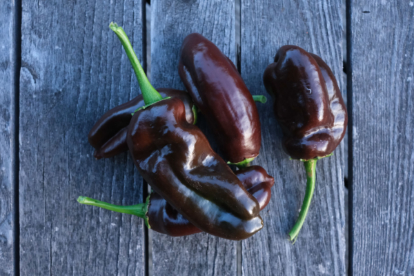 Poivron Chocolat / Capsicum annuum – Image 3