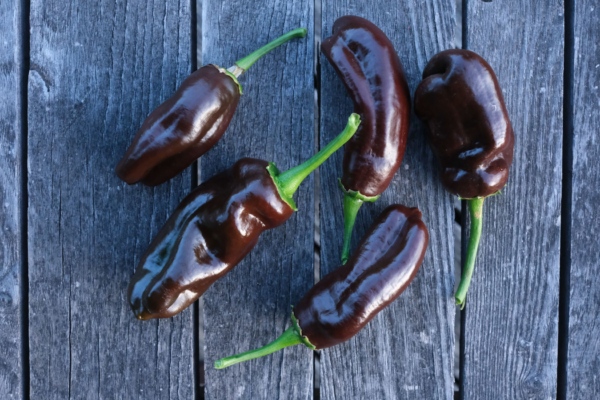 Poivron Chocolat / Capsicum annuum – Image 2