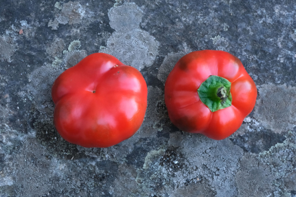 Poivron Tomate / Capsicum annuum – Image 2