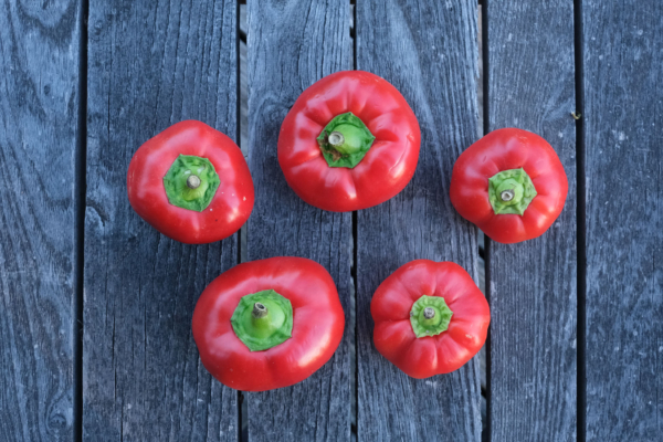 Poivron Tomate / Capsicum annuum – Image 3