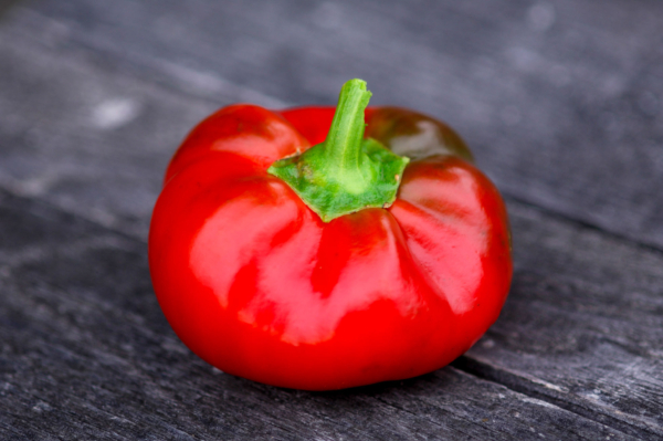 Poivron Tomate / Capsicum annuum