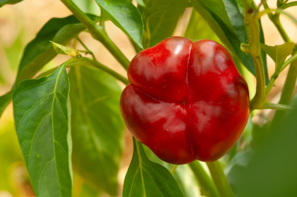 Poivron Tomate / Capsicum annuum – Image 4