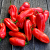 Piment végétarien / Capsicum chinense – Image 2