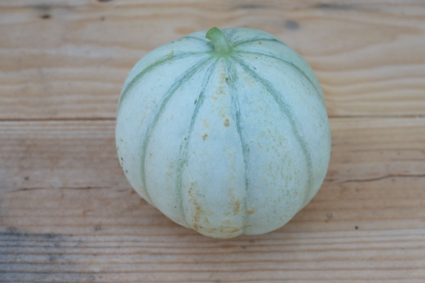 Melon Cantaloup charentais / Cucumis melo var. cantalupensis – Image 4