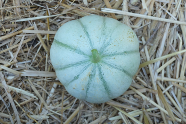 Melon Cantaloup charentais / Cucumis melo var. cantalupensis – Image 3