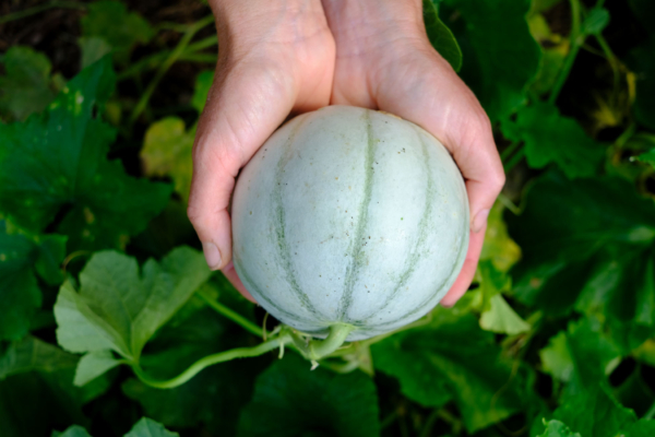 Melon Cantaloup charentais / Cucumis melo var. cantalupensis – Image 2