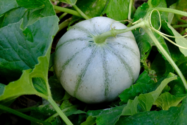 Melon Cantaloup charentais / Cucumis melo var. cantalupensis