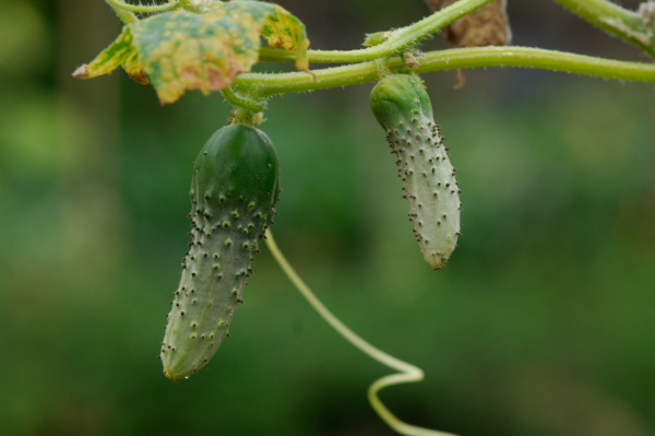 Cornichon vert fin de Meaux / Cucumis sativus – Image 3