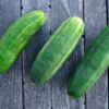 Concombre Marketmore / Cucumis sativus – Image 2