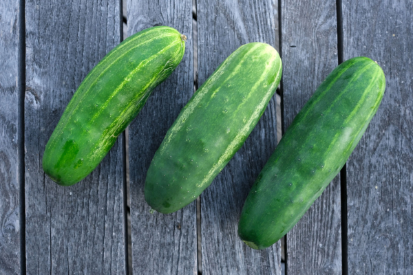 Concombre Marketmore / Cucumis sativus – Image 2