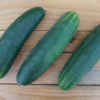 Concombre Marketmore / Cucumis sativus – Image 3