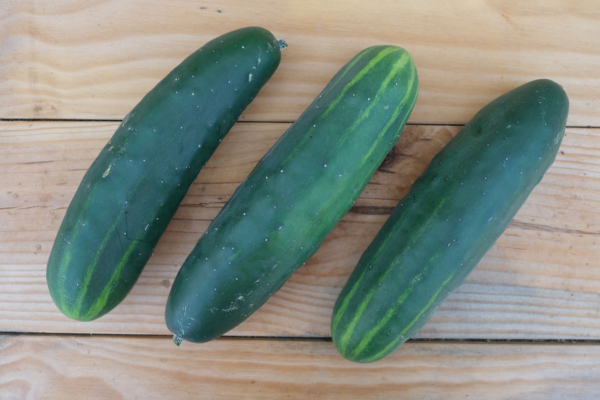 Concombre Marketmore / Cucumis sativus – Image 3