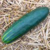 Concombre Marketmore / Cucumis sativus