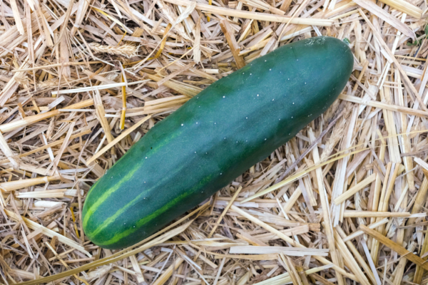 Concombre Marketmore / Cucumis sativus
