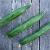 Concombre Rollison's telegraph / Cucumis sativus