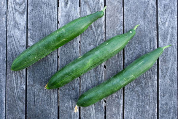 Concombre Rollison's telegraph / Cucumis sativus