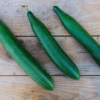 Concombre Rollison's telegraph / Cucumis sativus – Image 3