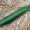 Concombre Rollison's telegraph / Cucumis sativus – Image 2