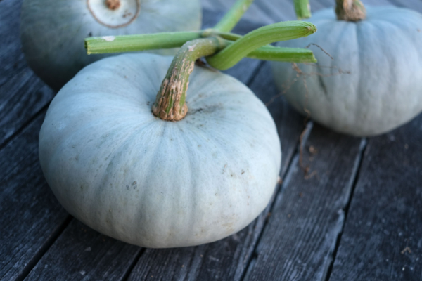 Potiron bleu de Hongrie / Cucurbita moschata – Image 3