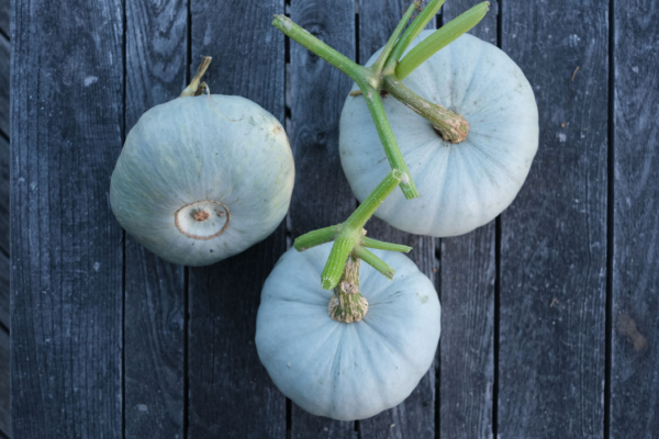 Potiron bleu de Hongrie / Cucurbita moschata – Image 2