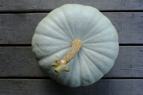 Potiron bleu de Hongrie / Cucurbita moschata