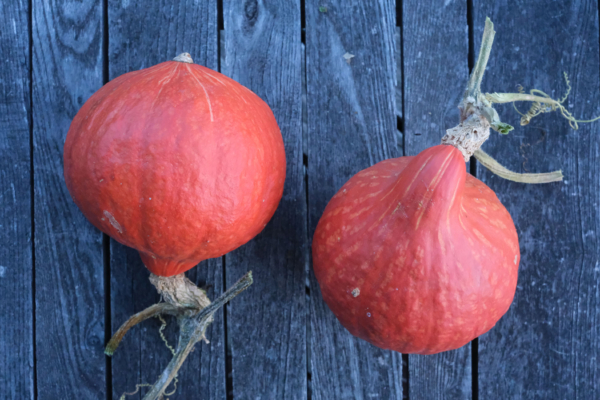 Potimarron Red Kuri / Cucurbita maxima – Image 2