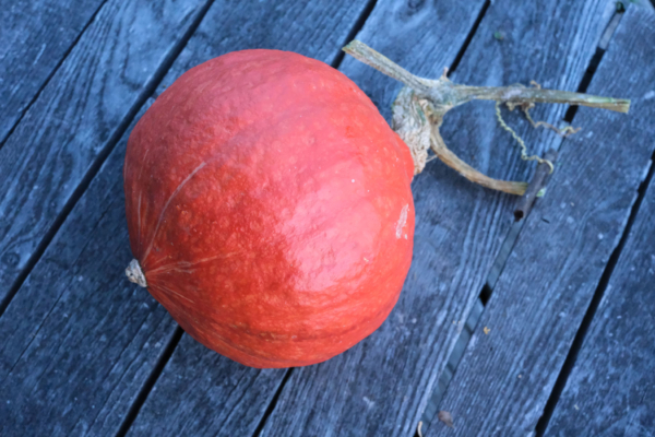 Potimarron Red Kuri / Cucurbita maxima