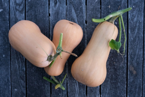 Courge musquée Butternut / Cucurbita moschata – Image 3