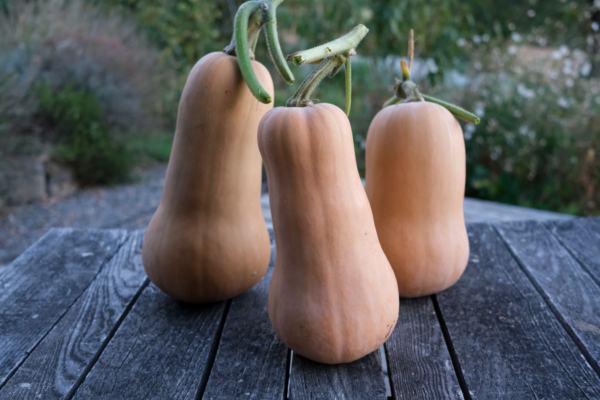 Courge musquée Butternut / Cucurbita moschata – Image 2