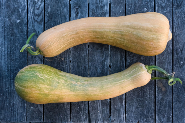 Courge longue de Nice / Cucurbita moschata