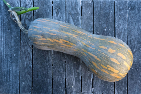 Courge pleine de Naples / Cucurbita moschata