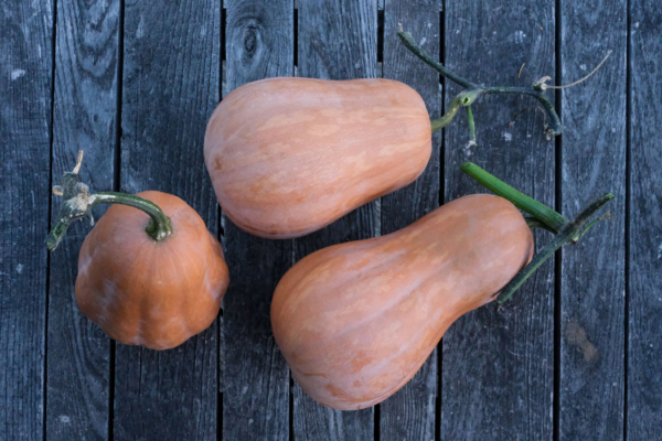 Courge musquée Sucrine du Berry / Cucurbita moschata – Image 3