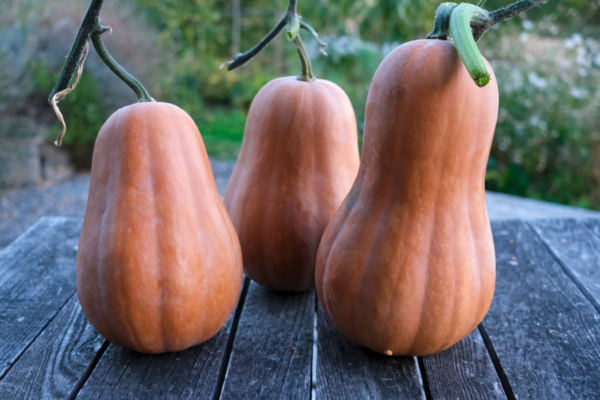 Courge musquée Sucrine du Berry / Cucurbita moschata – Image 2