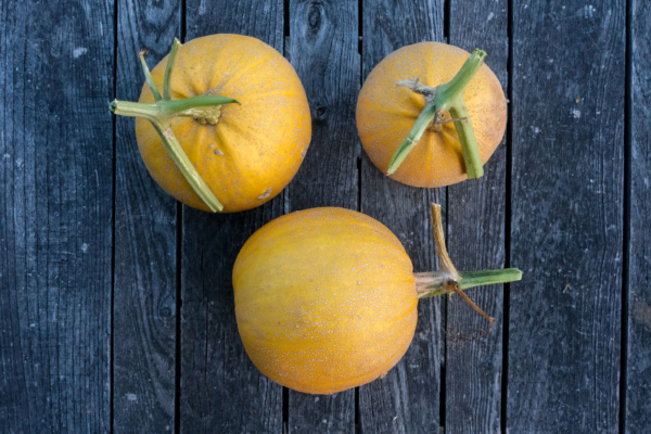 Courge melonette jaspée de Vendée / Cucurbita pepo