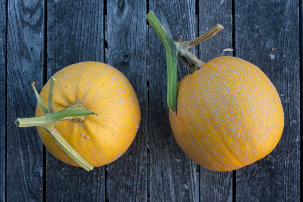 Courge melonette jaspée de Vendée / Cucurbita pepo – Image 2